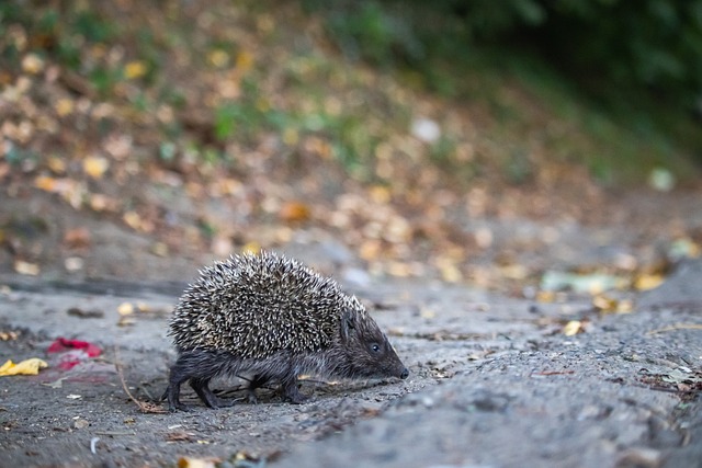 在控球分配 在控球分配